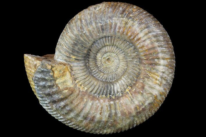 Beautiful, Parkinsonia Ammonite - Dorset, England #77953